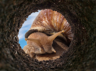 Snail peeking into a dirt hole in the ground, view from underground. © majivecka