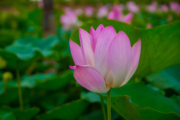 lotus, lotus from Thailand country