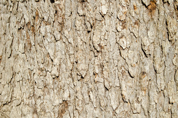 Tree bark close-up. Old bark with cracks. Brown natural wood background. Selective focus image. Copy space. Place for text.
