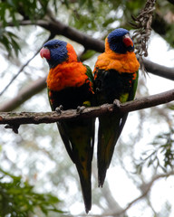 parrots in Melbourne, Australia