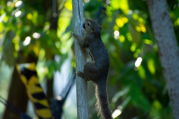 squirrel on the tree 