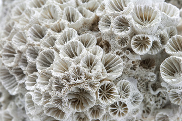 coral skeleton closeup texture structure macro on white background