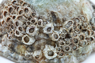 seashell macro closeup fouling texture on white background