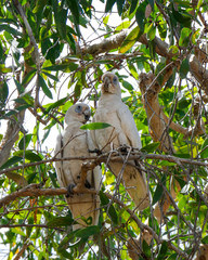 two white cockatoos, Kakadu National Park, Australia