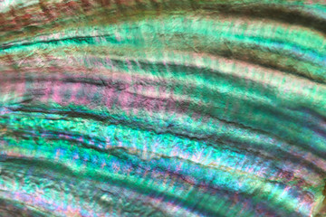 seashell perl rainbow texture macro closeup background