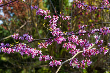 Purple flowers on branches of eastern Redbud or eastern Redbud Cercis canadensis on spring sunny day. Judas tree pink flowers closeup on green of garden. Selective focus. Nature concept for design. - Powered by Adobe