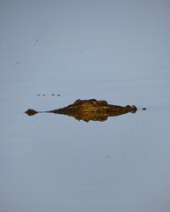 crocodile , Kakadu National Park, Australia