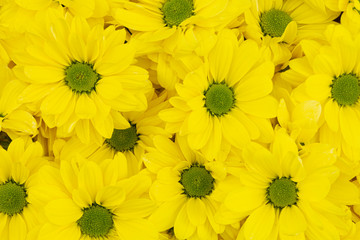 Blooming yellow flowers background or texture