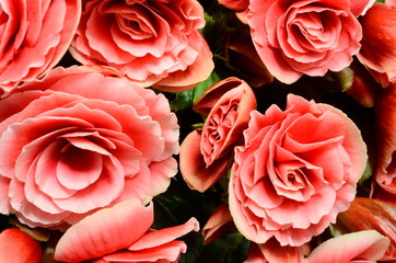 Flower background, pink begonias,