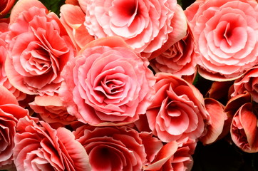 Flower background, pink begonias,