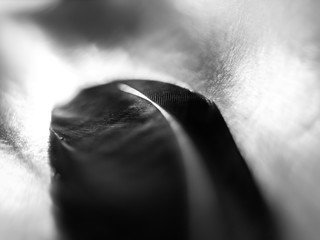 Black and white photo of a bird feather
