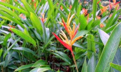 A closeup photo of lily flower with green foliage background