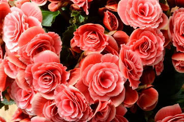 Flower background, pink begonias,