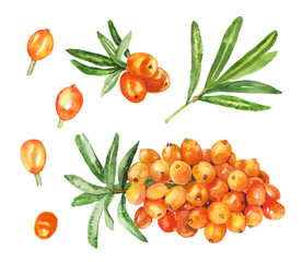 Watercolor hand painted sea buckthorn plant illustration isolated on white background