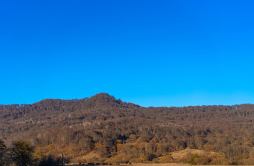 Forest in the mountains against the sky