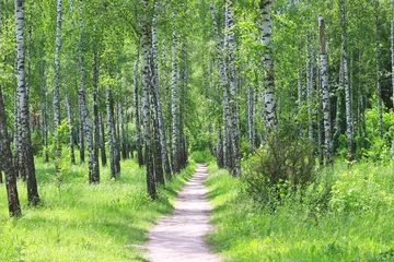 Foto op Plexiglas Beautiful birch trees with white birch bark in birch grove with green birch leaves in summer © yarbeer