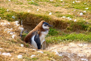 Obraz premium penguin chick in the grass