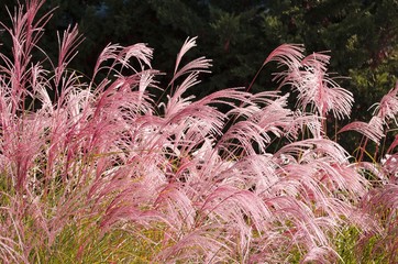 Cortaderia selloana commonly known as Pampas Grass. Ears of dry grass are tinted in warm autumn...