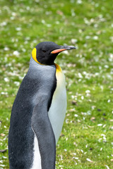 Portrait of a King Penguin
