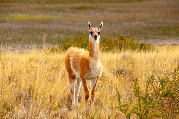 Guanaco in grasslands