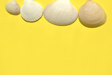 Summer travel background made of shells and starfish. Vacation and summer concept