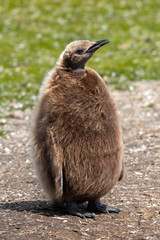 Portrait of a King Penguin Chick © donfink