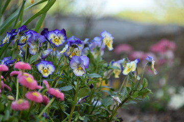 Spring-flowers in a beautiful garden
