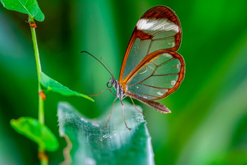 Closeup   beautiful  glasswing Butterfly (Greta oto) in a summer garden.