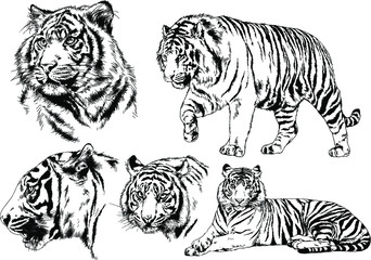 set of vector drawings on the theme of predators tigers are drawn by hand with ink tattoo logos