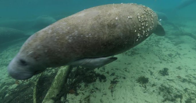 Manatee approach diver in crystal river