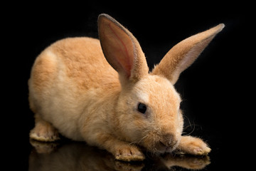 Cute red orange brown rex rabbit isolated on black background © dwi