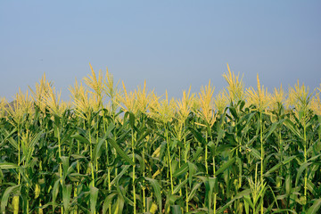 Close up of group Corn Garden has blue sky background.