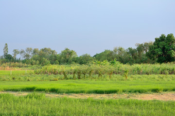 Fototapeta na wymiar View of grass field and tree with blue sky background