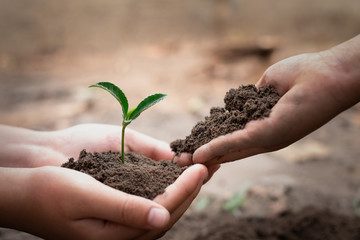 Soil and seedlings are in the hands of young women. Fertile soil And with the ground of shoveling near Concept of complete environmental conservation Plant trees to reduce global warming.