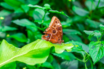 Blue Morpho, Morpho peleides, big butterfly sitting on green leaves, beautiful insect in the nature habitat