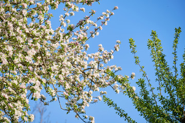 Closeup of a beautfiul flowering apple tree with bright white blossoms in a green garden against clear blue sky. Seen in Bavaria in Germany in April.