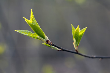 spreading leaves on a tree in spring 3