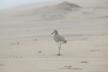 Beach bird of California