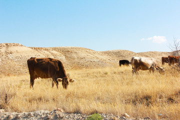 cow bull walking autumn in the field in nature