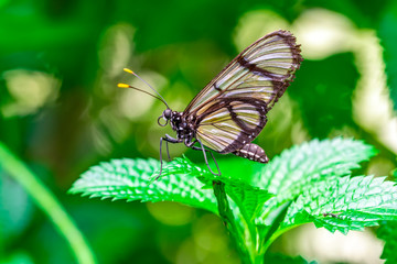 Closeup   beautiful  glasswing Butterfly (Greta oto) in a summer garden.