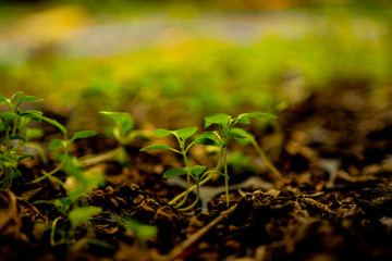 Small surviving plants are growing in a container. Concepts of global conservation and global warming