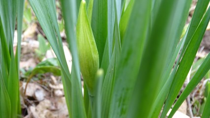 Obraz premium unopened allium