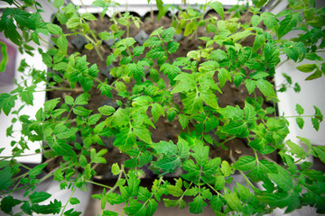 The spring planting. Tomato seedlings, grown from seeds in boxes at home on the windowsill. The plant in the sunlight.