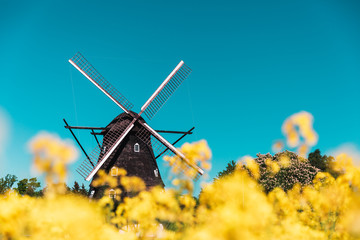 Old Windmill with rapeseed meadow in the foreground during spring