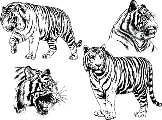 set of vector drawings on the theme of predators tigers are drawn by hand with ink tattoo logos