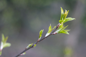spreading leaves on a tree in spring