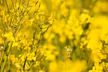 Field of rape in full flower