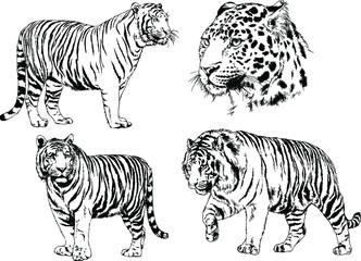 set of vector drawings on the theme of predators tigers are drawn by hand with ink tattoo logos