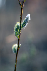 willow buds in spring 3