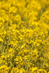 Field of rape in full flower